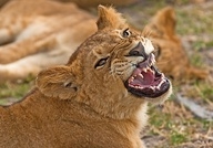 kᵊphir yearling lion